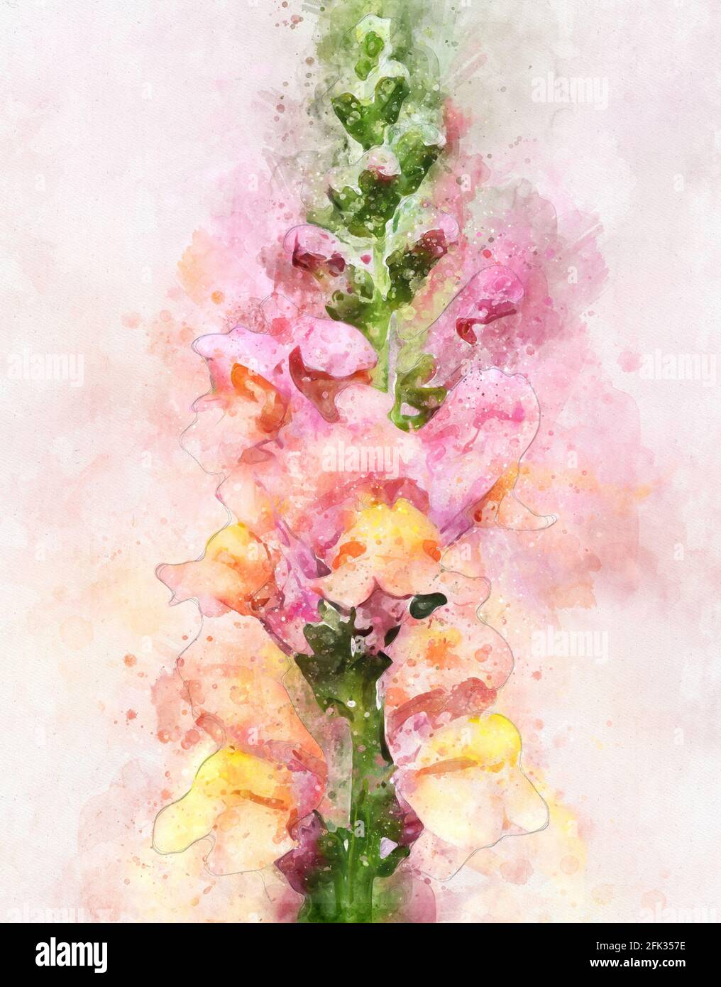 Watercolour painting of snapdragons (Antirrhinum) flower. Also known as  dragon flowers Stock Photo - Alamy