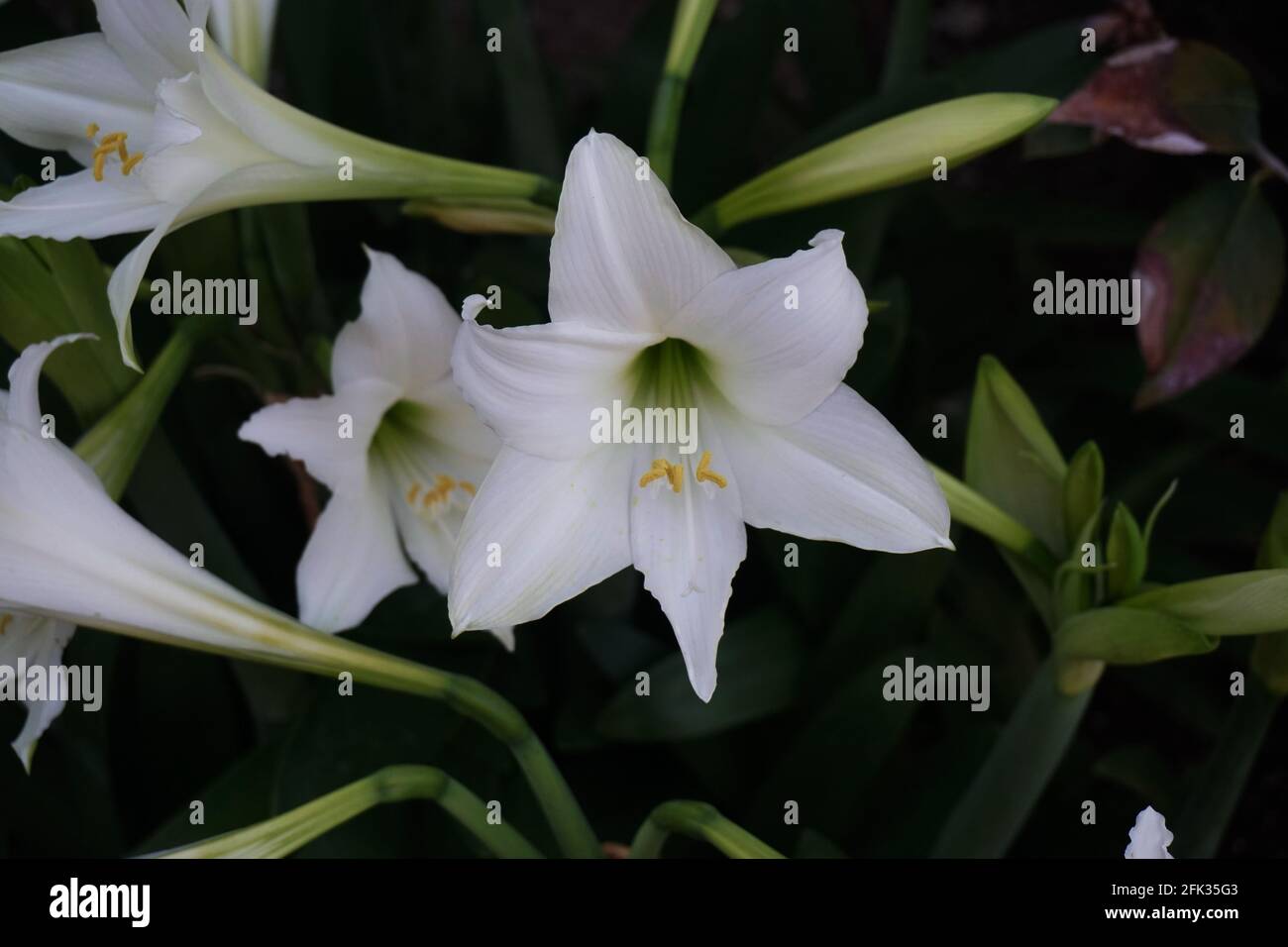 Easter lilies hires stock photography and images Alamy