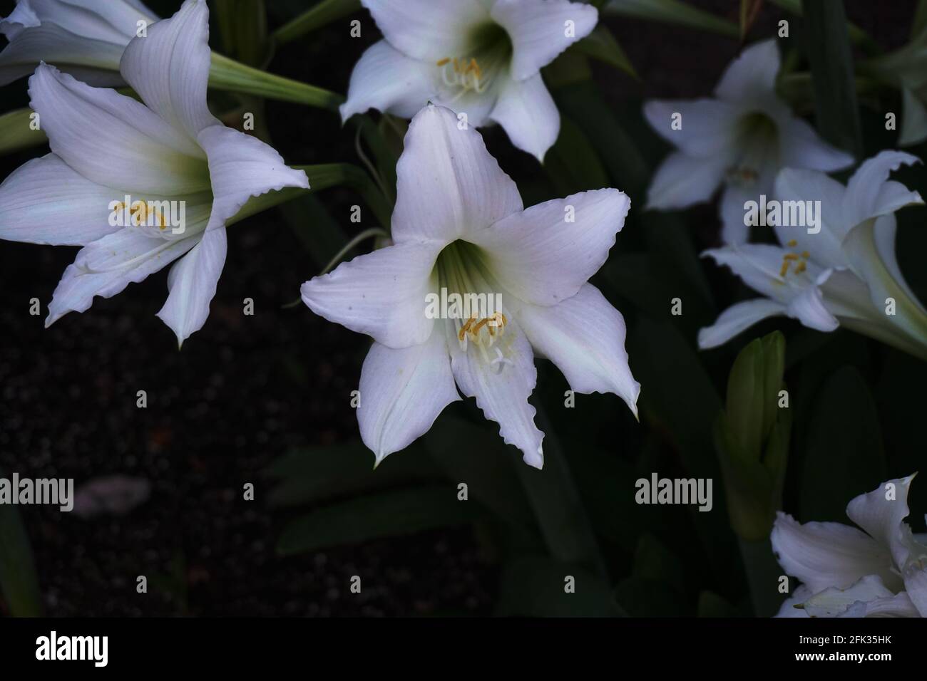 Easter lilies hires stock photography and images Alamy