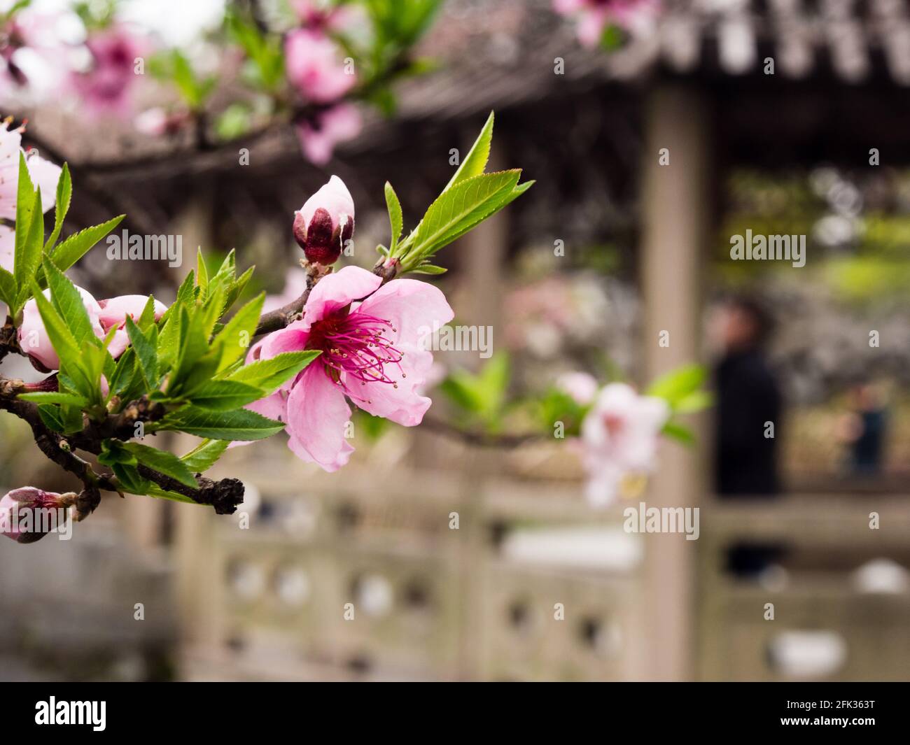 Pink cherry blossoms on a branch in classical Chinese garden Stock ...