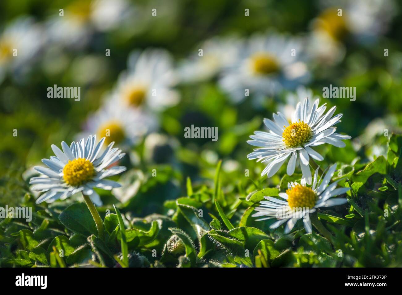 Daisies growing in a lawn. Stock Photo