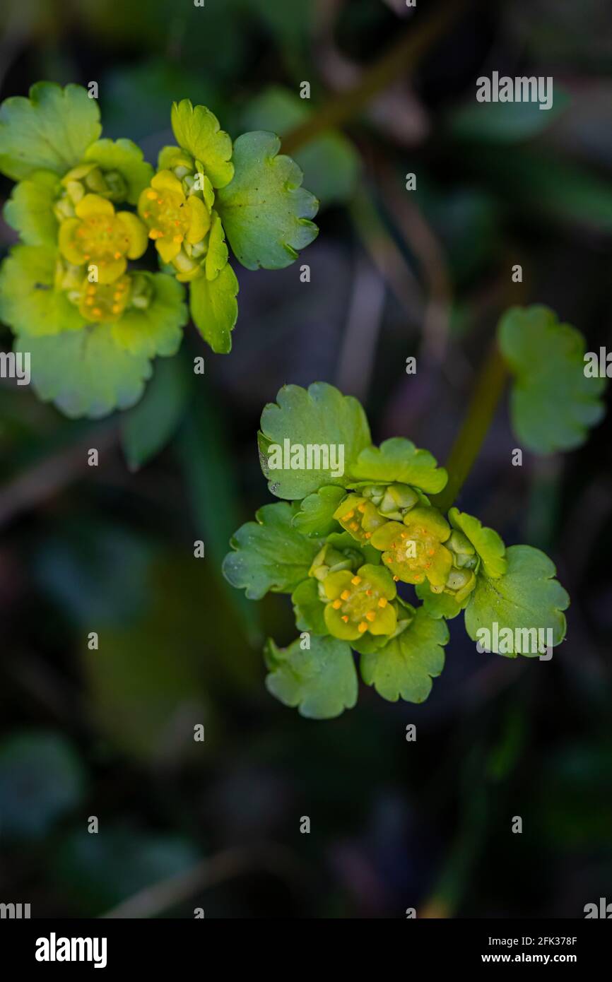 Chrysosplenium alternifolium plant close up shoot Stock Photo