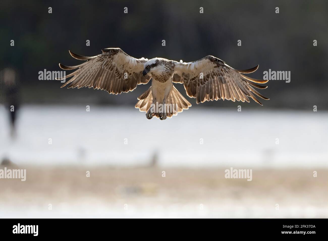 Osprey with wings spread hovering looking for a fish Stock Photo - Alamy