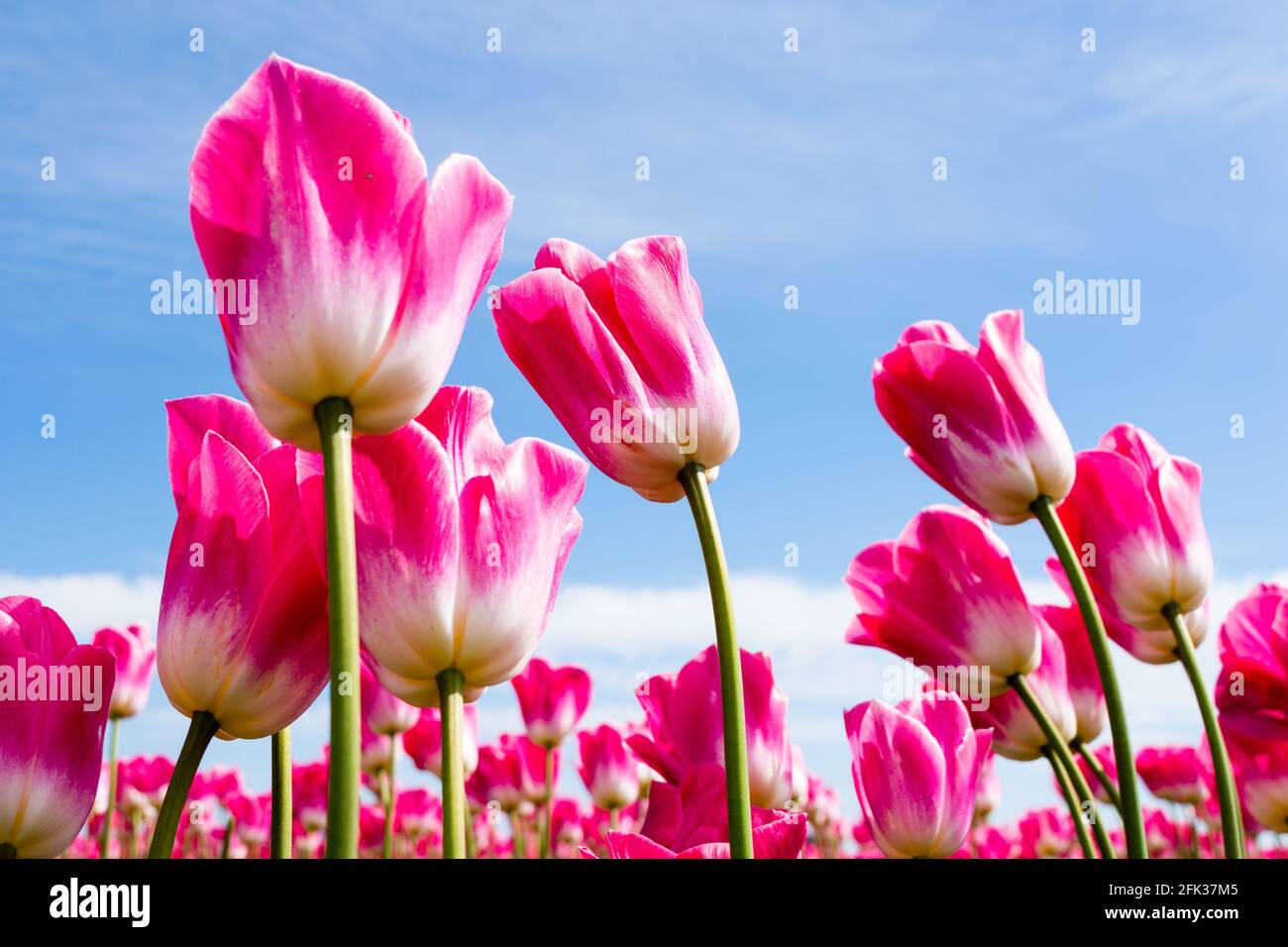 Pink and white tulips growing on a field against blue sky Stock Photo ...