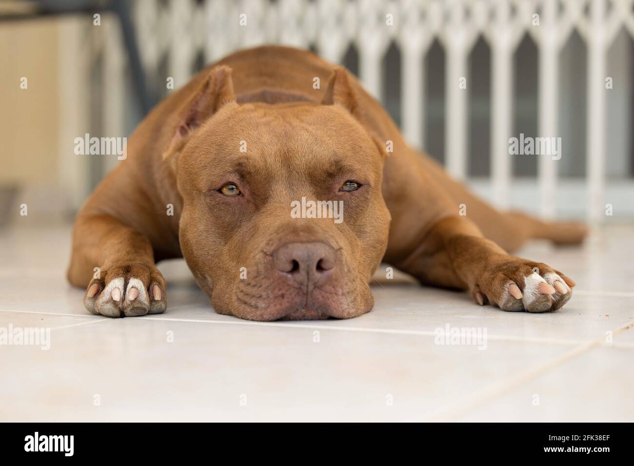 A dog rests on the floor on the porch Stock Photo