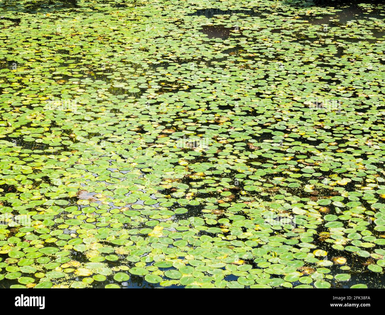 Green Water Lilies High Resolution Stock Photography and Images - Alamy