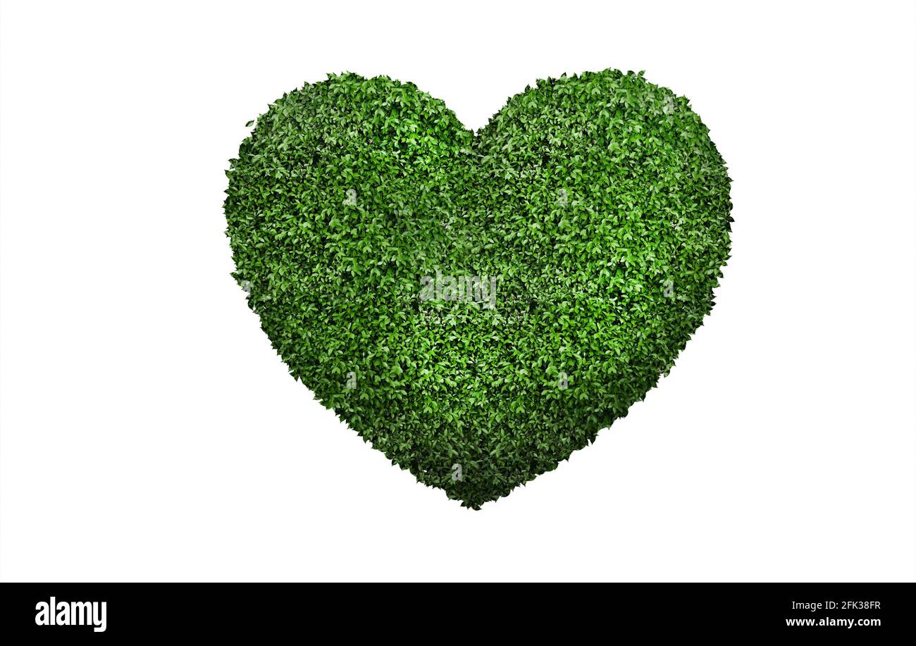 Heart shaped green leaves isolated white background Stock Photo - Alamy