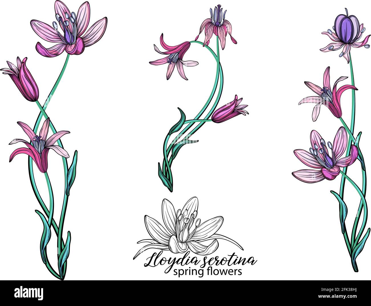vector set of delicate spring flowers. Flowers. Spring flowers Stock ...