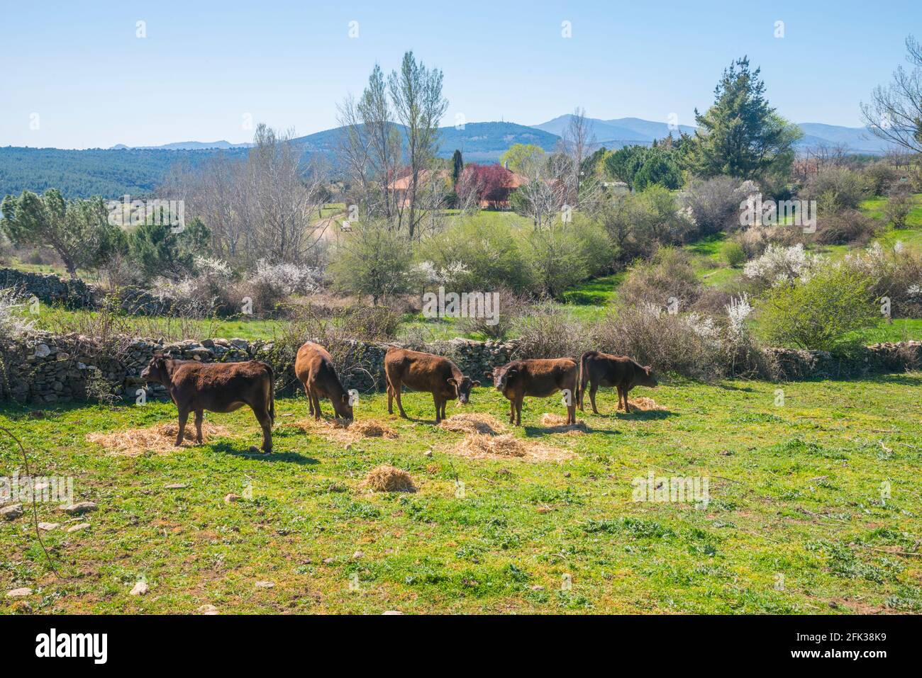 Calves in a meadow. Piñuecar, Madrid province, Spain. Stock Photo