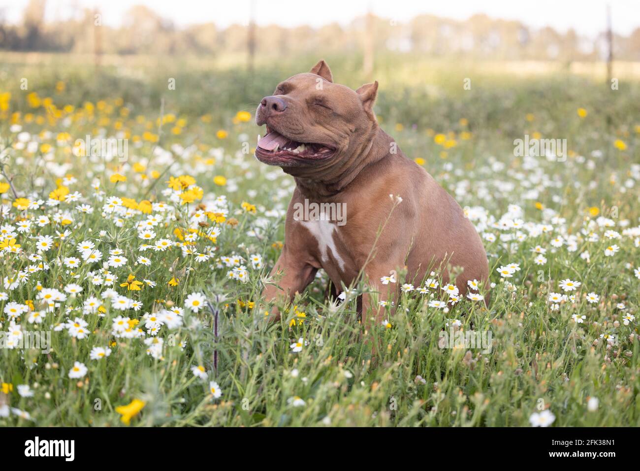 A dog is sitting in a flower field Stock Photo