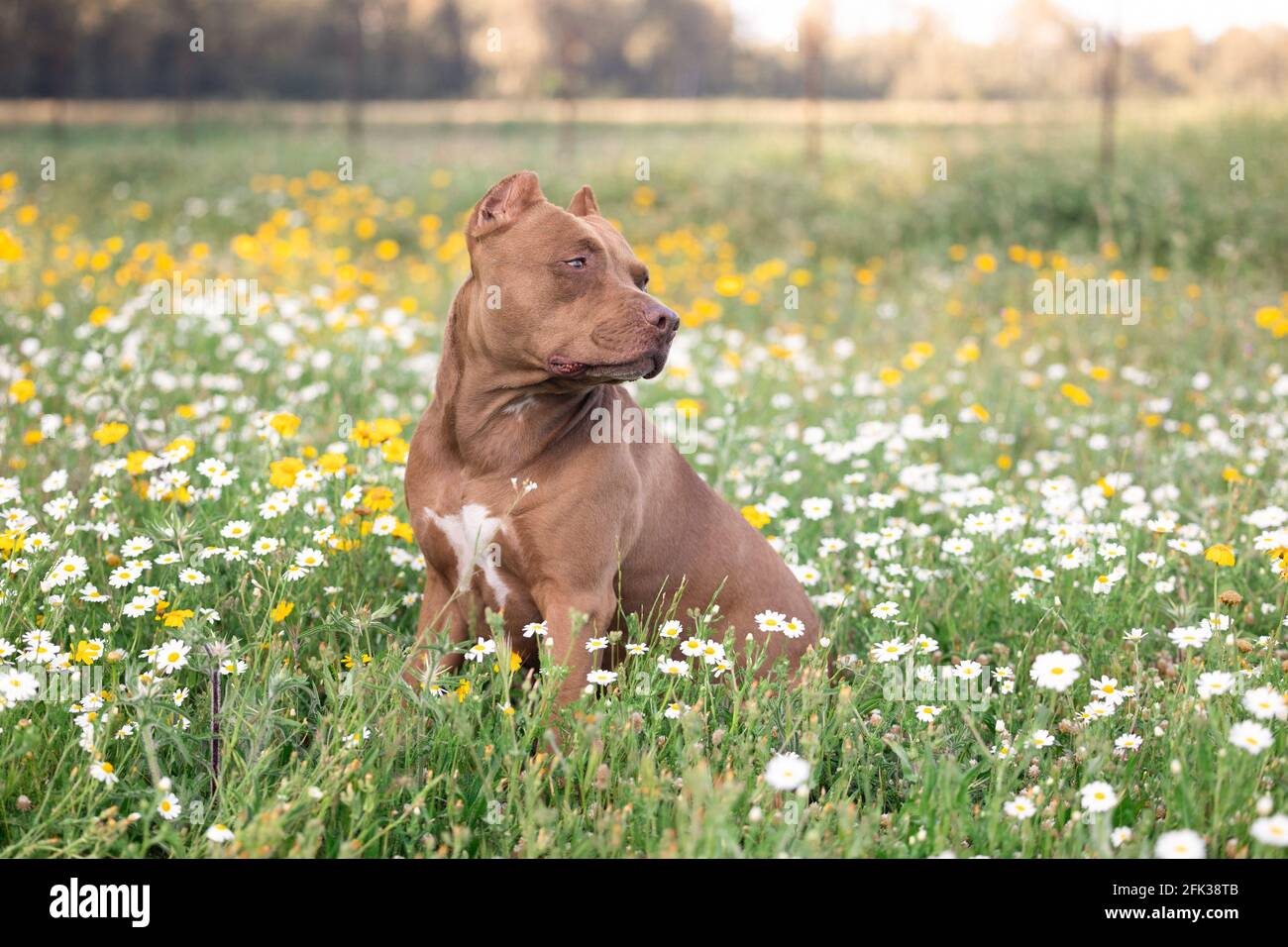 A dog is sitting in a flower field Stock Photo