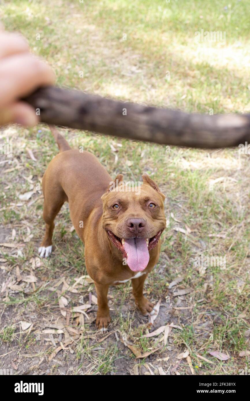 A dog playing with a stick Stock Photo