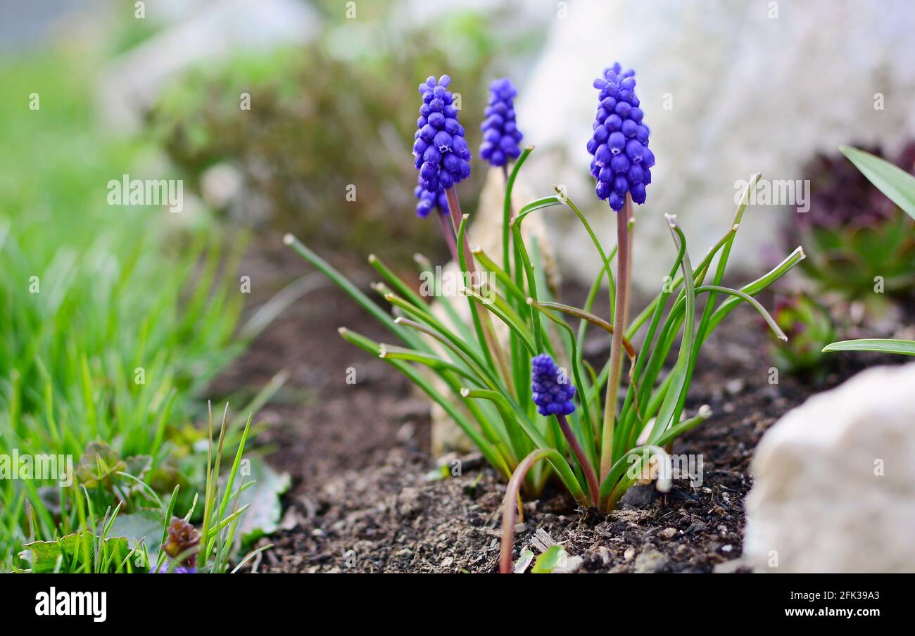 Close Up of Blue Muscari Armeniacum or Armenian Grape Hyacinth Bunch, Growing in the Garden from the Soil at Early Spring Season. Stock Photo