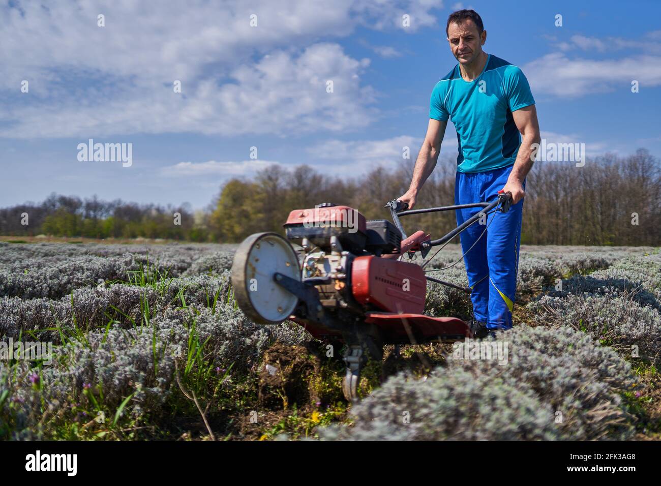 Farmer weeding with a motorized tiller on a lavender field Stock Photo Alamy