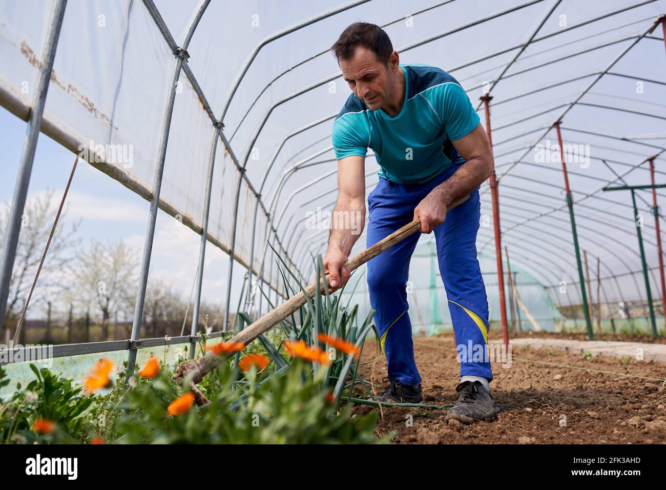 Weeding Onions Farmer weeding his onions in the hothouse by a flower bed Stock Photo ...