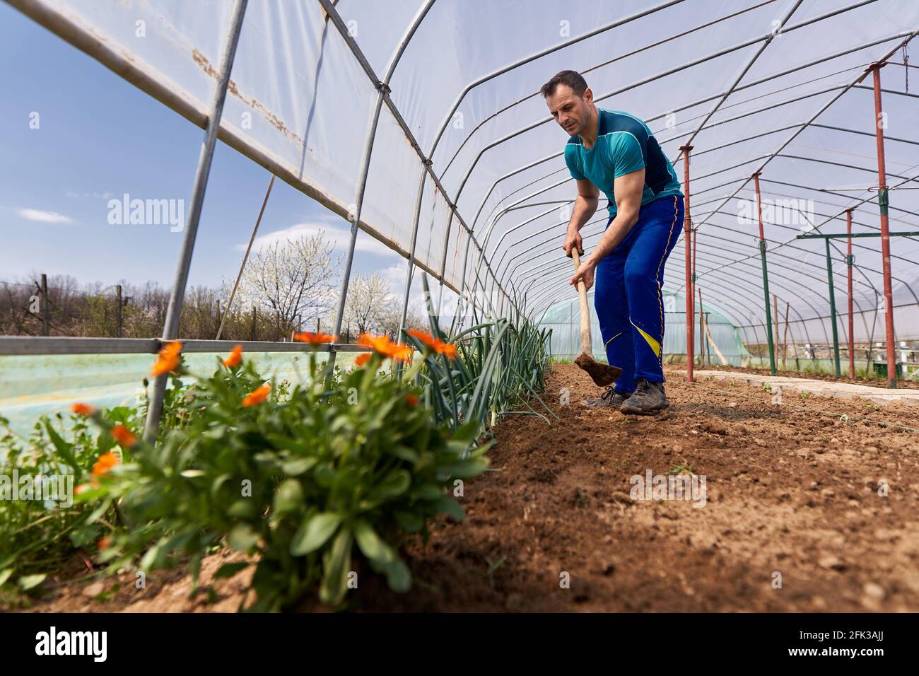 Weeding Onions Farmer weeding his onions in the hothouse by a flower bed Stock Photo ...