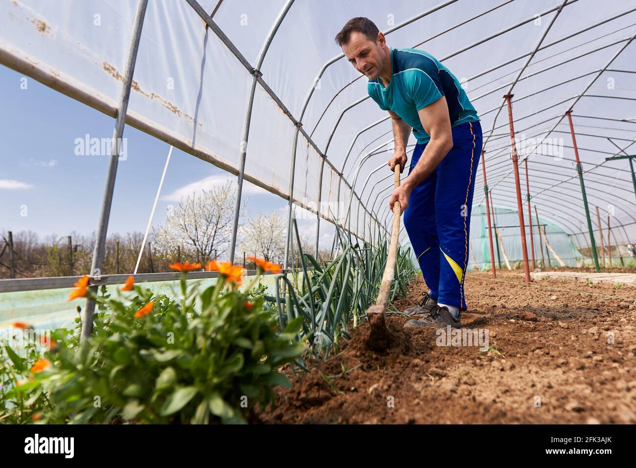 Weeding Onions Sweat weed hi-res stock photography and images - Alamy