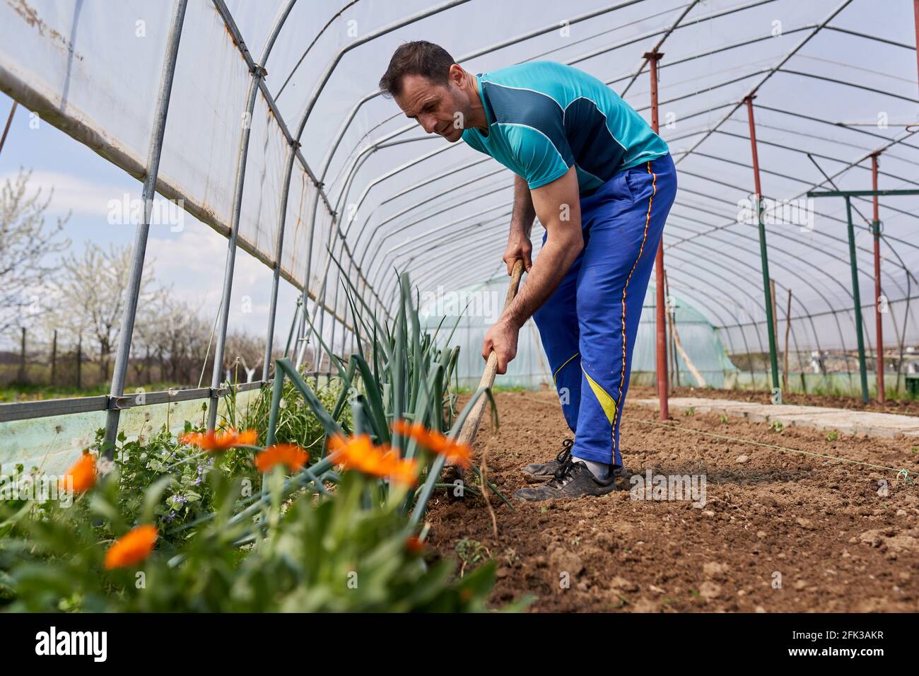 Weeding Onions Sweat weed hi-res stock photography and images - Alamy