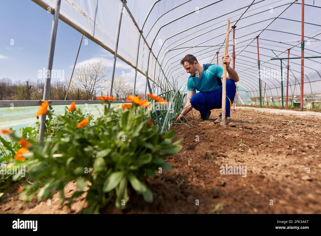 Weeding Onions Farmer weeding his onions in the hothouse by a flower bed Stock Photo ...