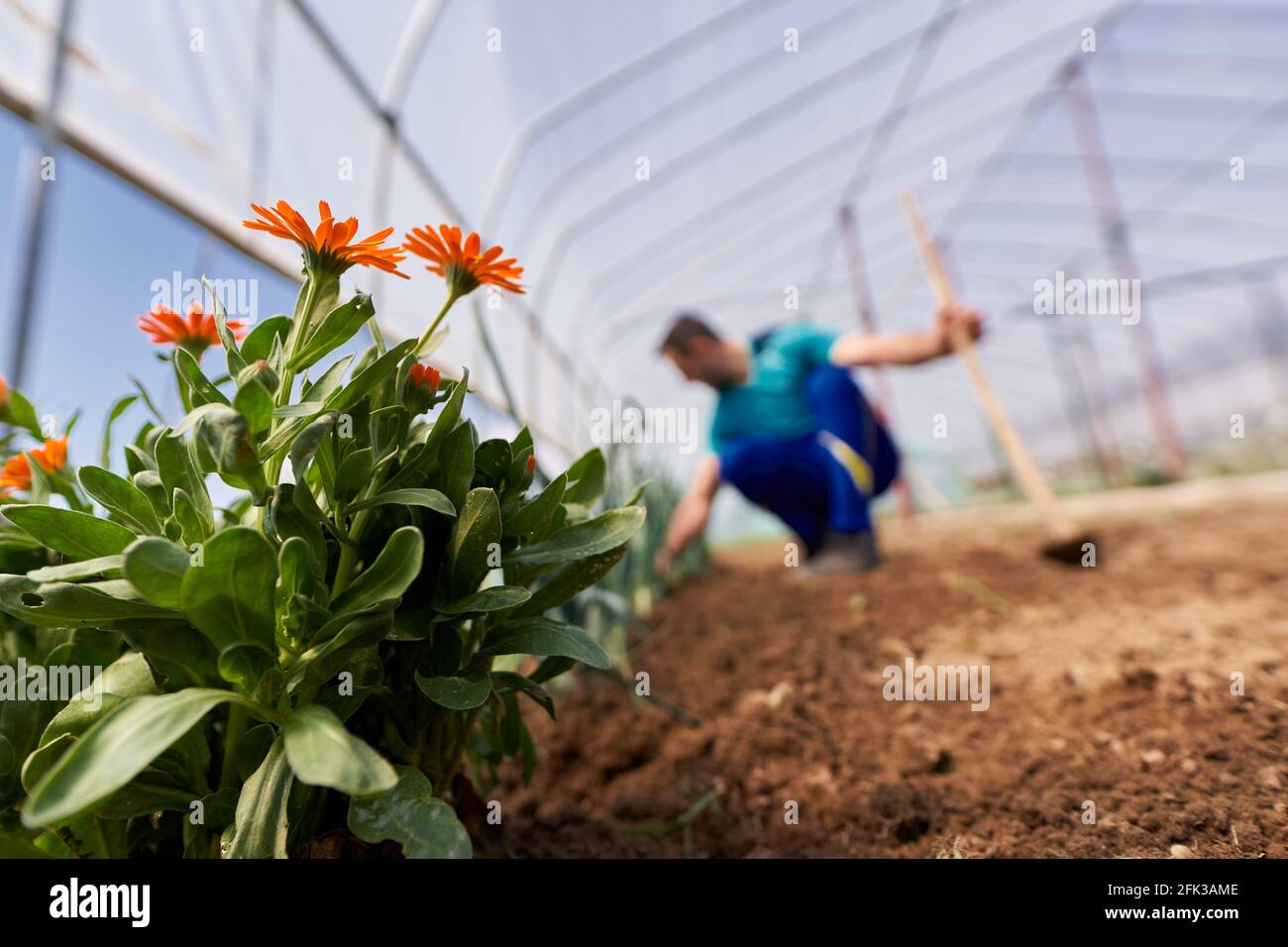 Weeding Onions Farmer weeding his onions in the hothouse by a flower bed Stock Photo ...