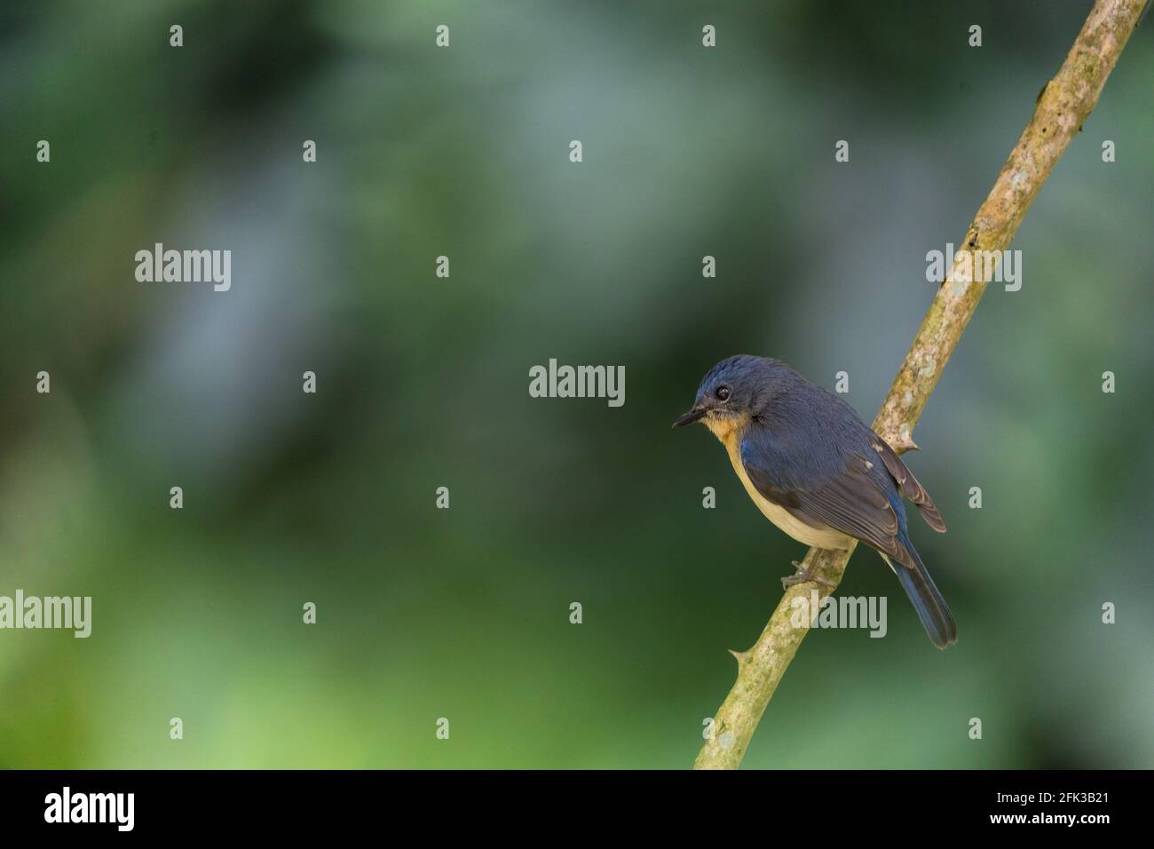 The Nilgiri flycatcher (Eumyias albicaudatus) is an Old World flycatcher with a very restricted range in the hills of southern India. Stock Photo