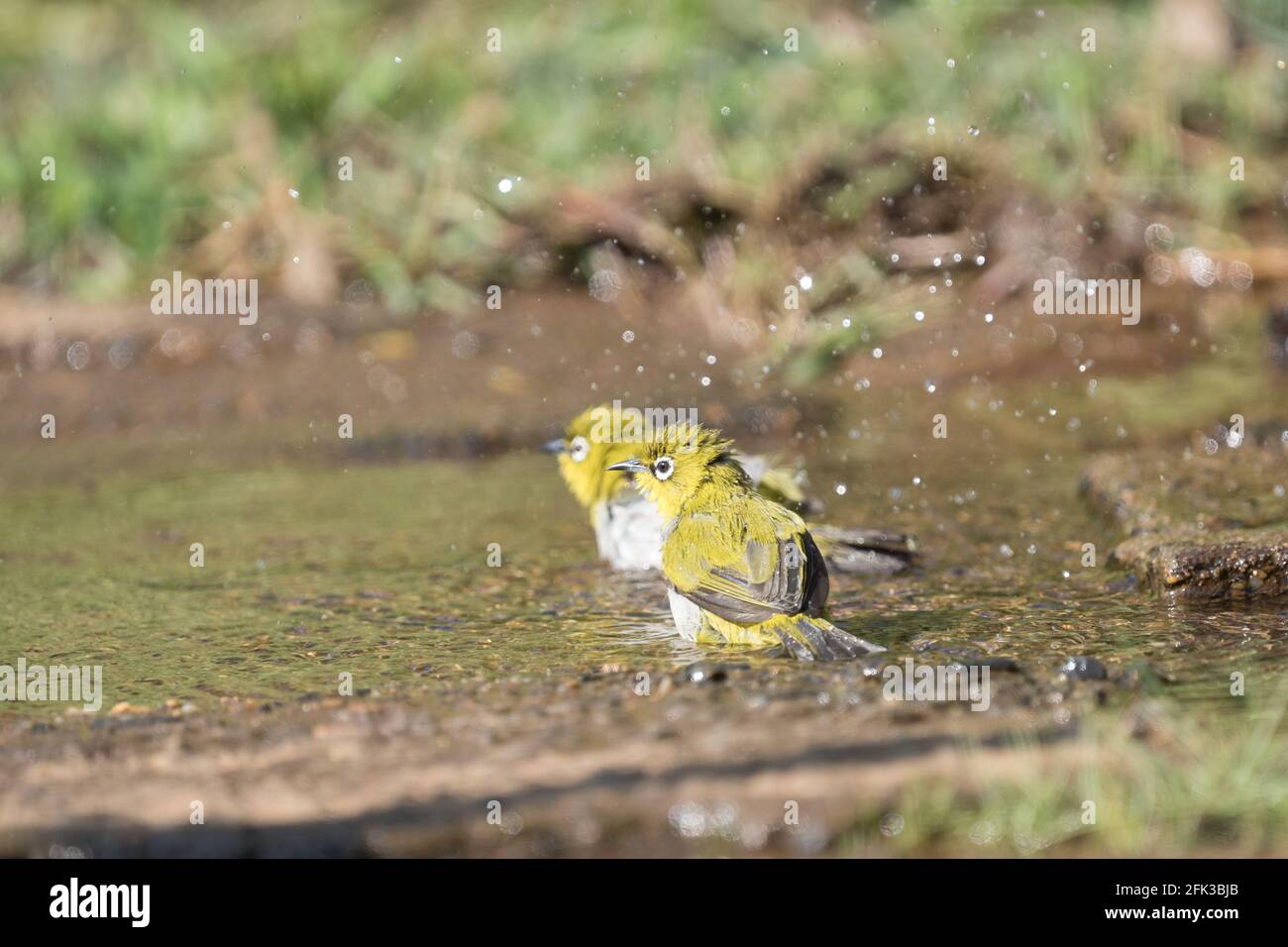 Indian white eye or oriental white eye in action Stock Photo