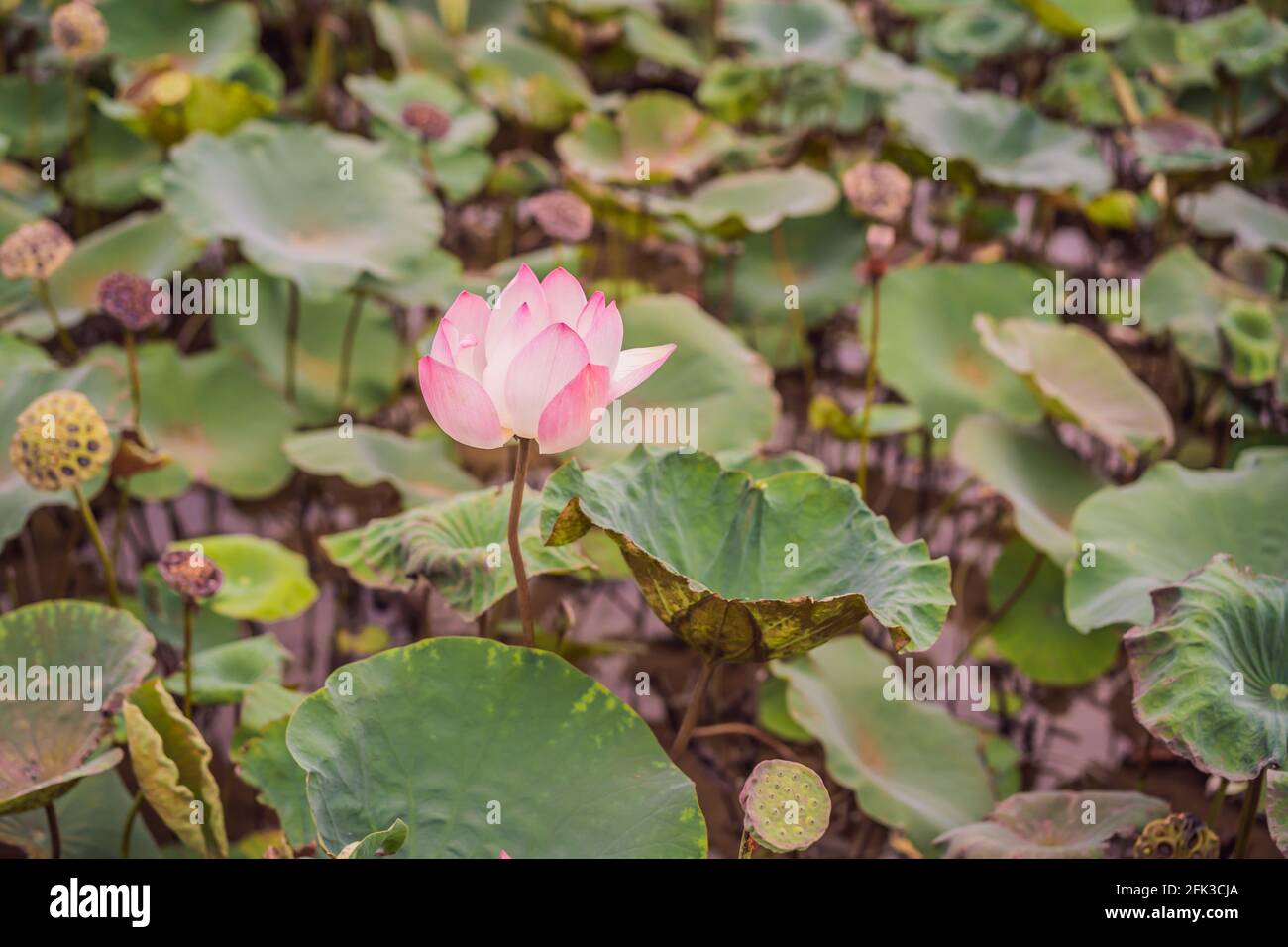 The panorama of lotus ponds in peaceful and quiet countryside. This is