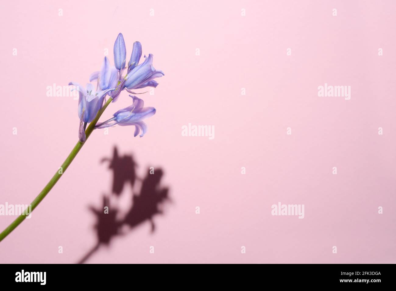 Common Bellflower, Bluebell Hyacinthoides, a ripped blue flower with a hard shadow on a pink background Stock Photo