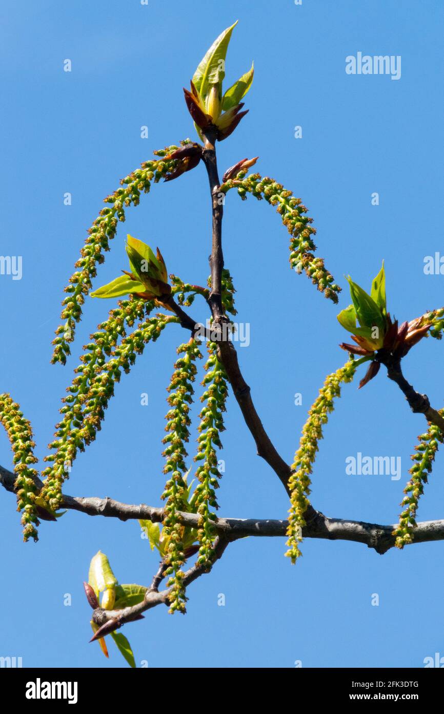 Black poplar catkins Populus nigra Stock Photo