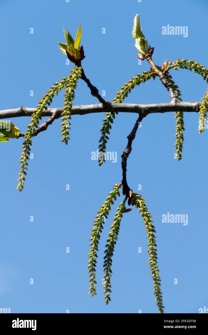 Black poplar catkin Stock Photo
