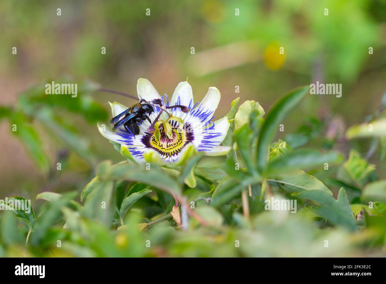 Carpenter bee (Xylocopa violacea) on a Passiflora caerulea Stock Photo