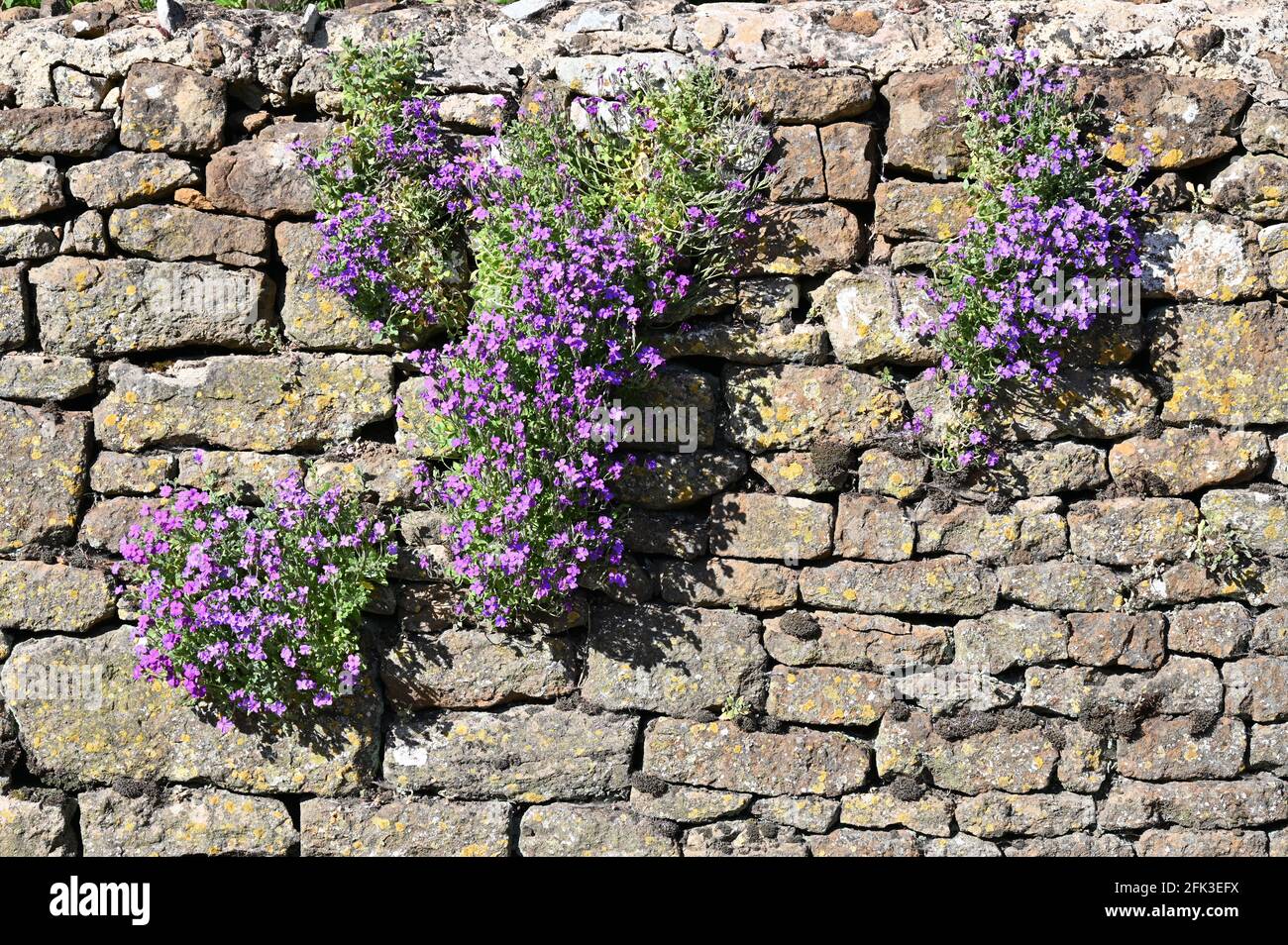 Aubretia in flower growing in a wall in the north Oxfordshire village of Hook Norton Stock Photo