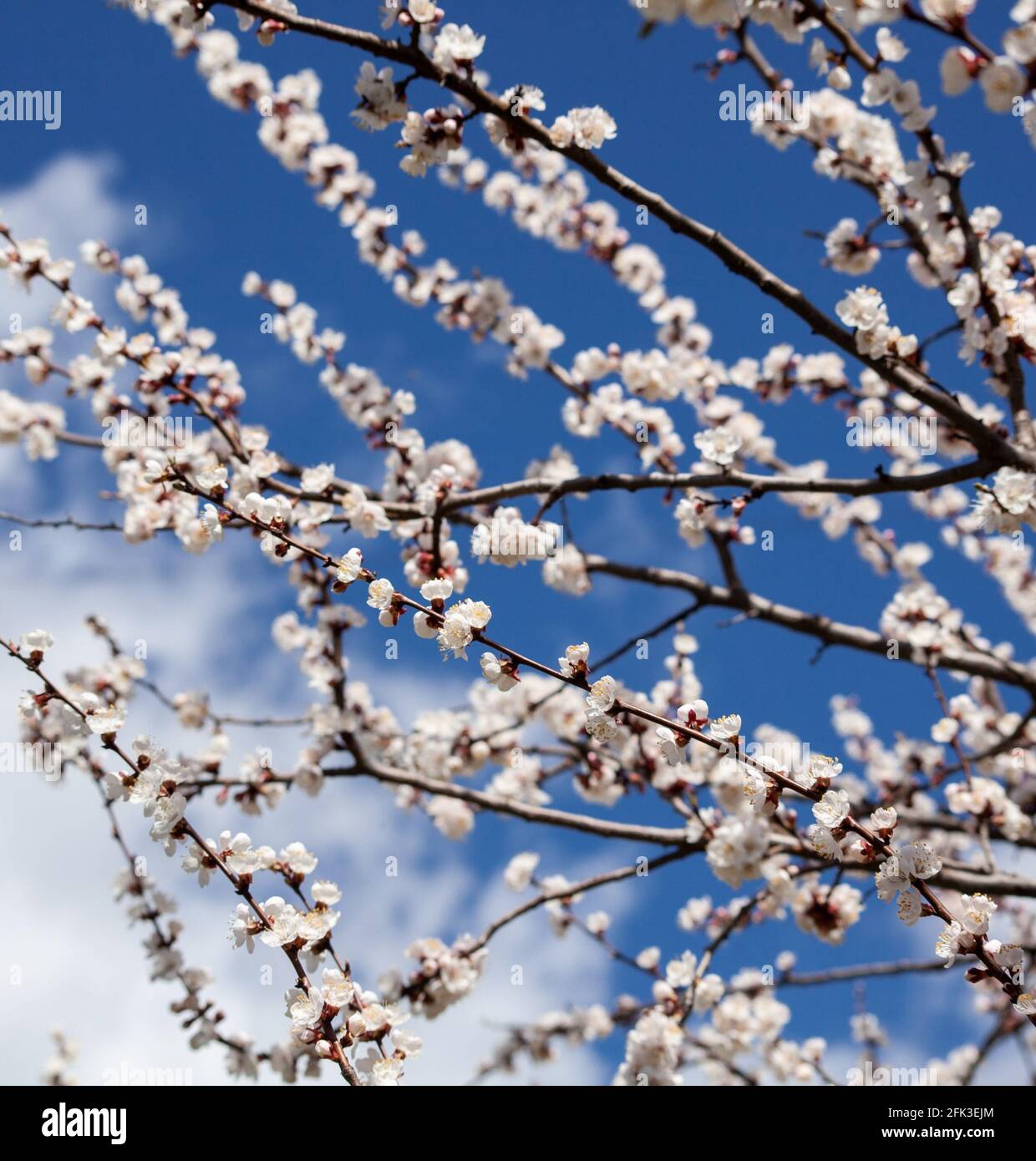 Apricot blossom spring hi-res stock photography and images - Alamy