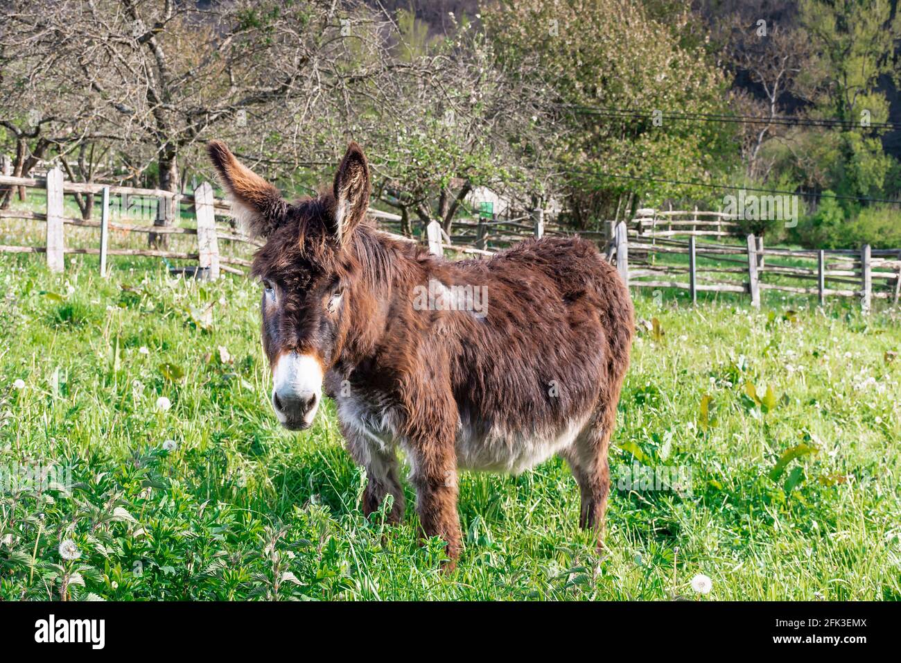 Brown donkey on a farm in a village in Asturias.The photograph was taken on a sunny day and has a horizontal format. Stock Photo