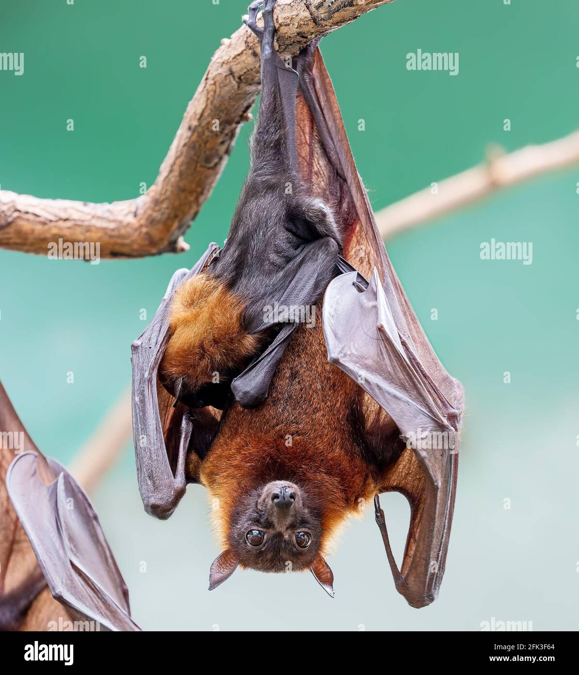 Close up of a female Indian flying fox with pup (Pteropus medius) Stock Photo