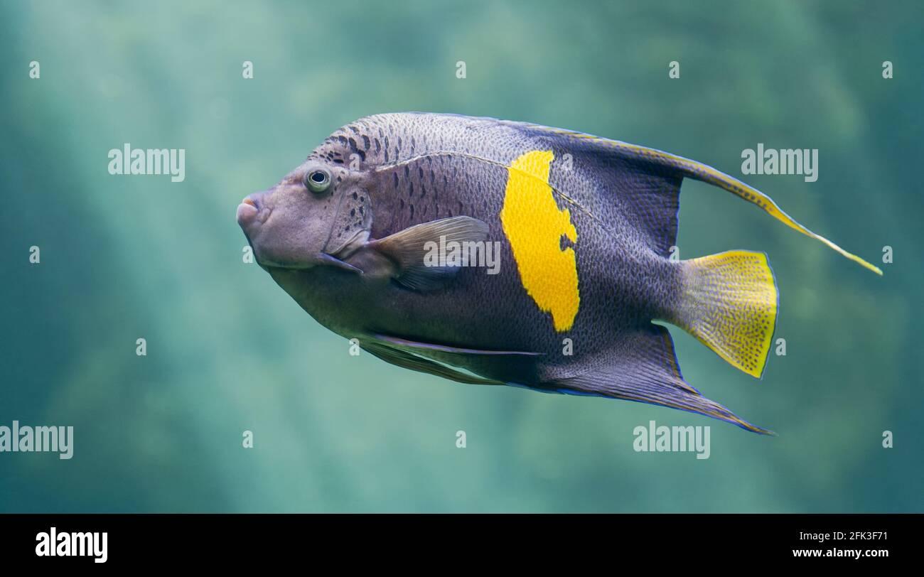 Close-up view of a Yellowbar angelfish (Pomacanthus maculosus) Stock Photo