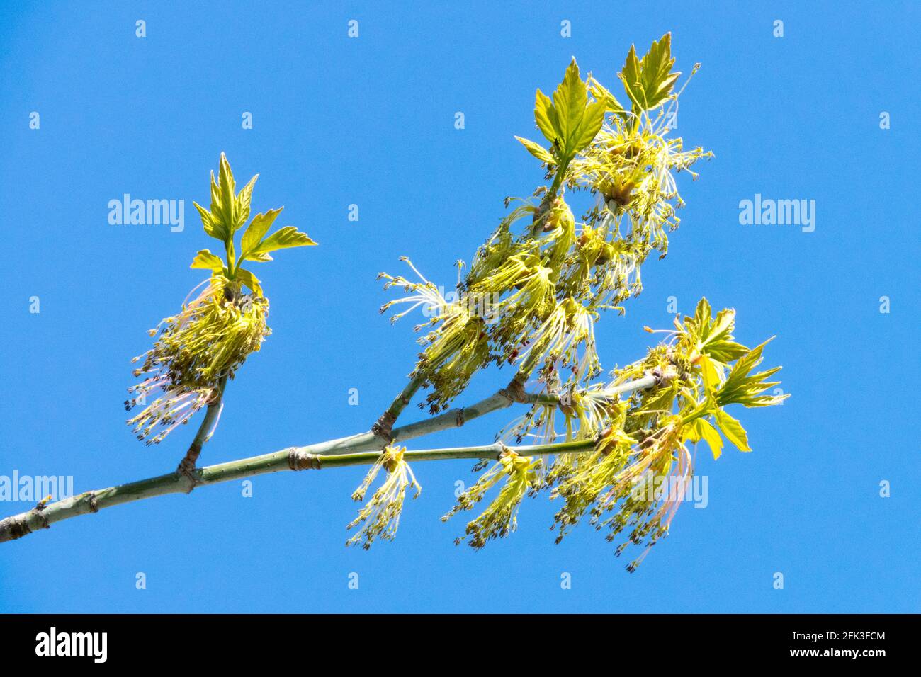 Ash-Leaf Maple Acer negundo spring Stock Photo