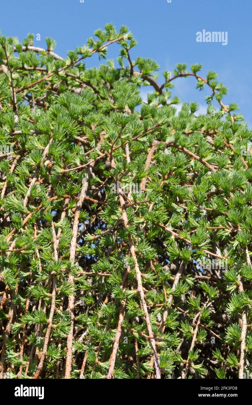 European larch Larix Pendula Stock Photo