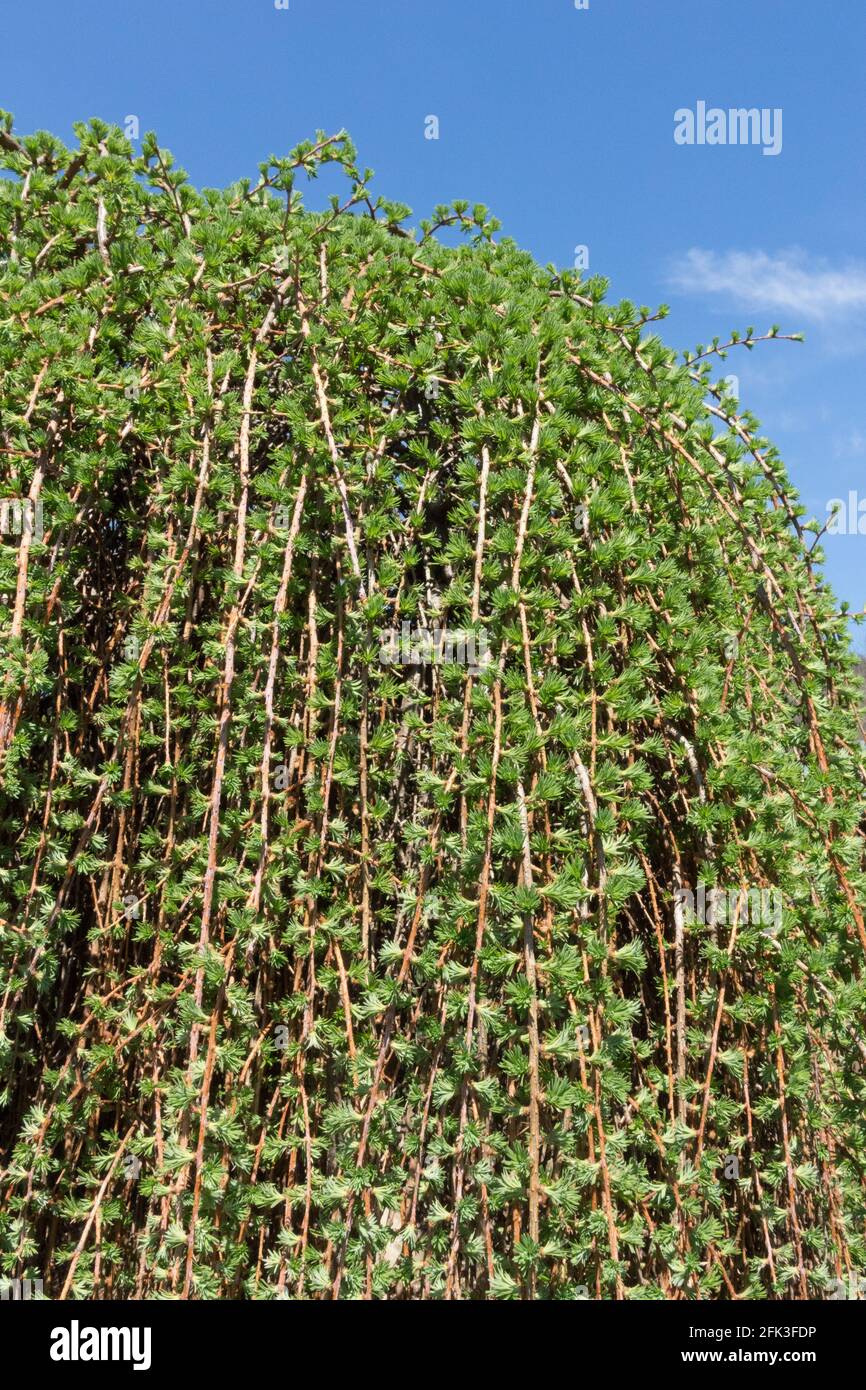 Larix decidua Pendula European larch Stock Photo