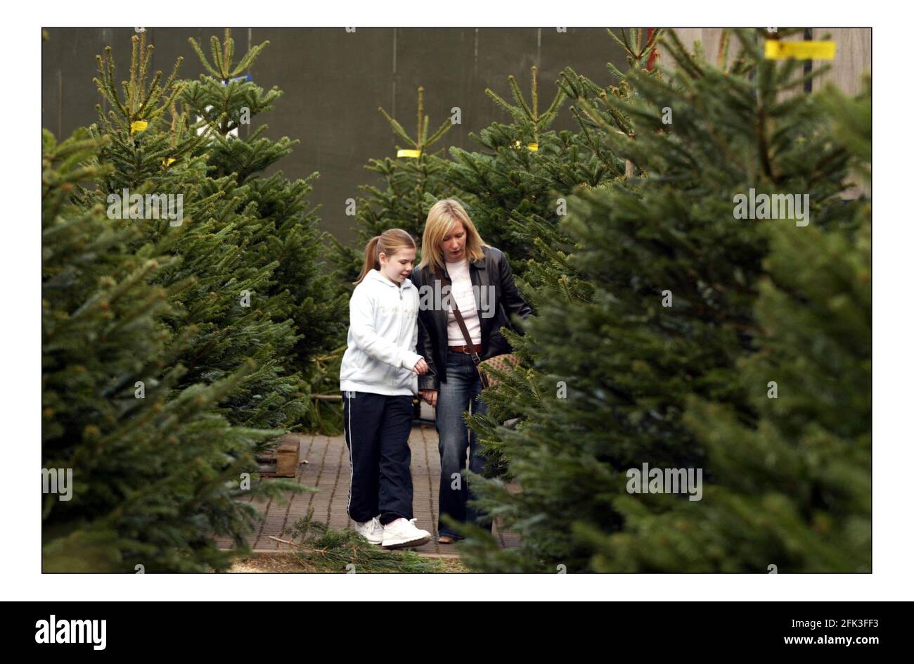Selling Christmas trees.pic David Sandison 22/12/2005 Stock Photo Alamy