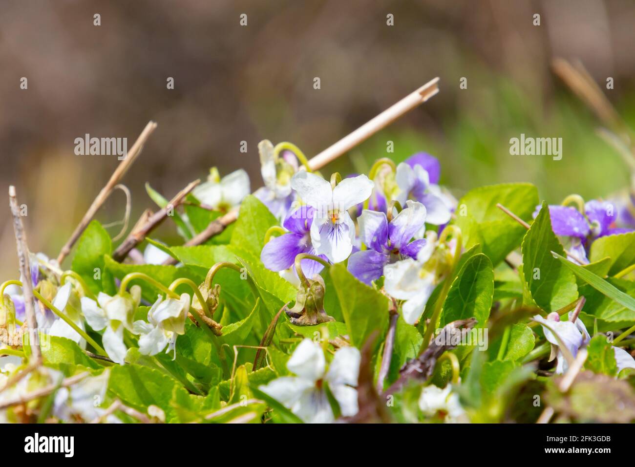 White violet with white and violet blossoms, also called Viola alba Stock Photo