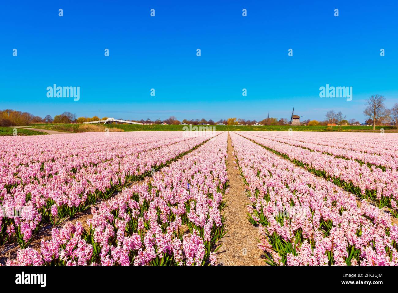Pink Flower field in Alkmaar Netherlands in Spring Stock Photo