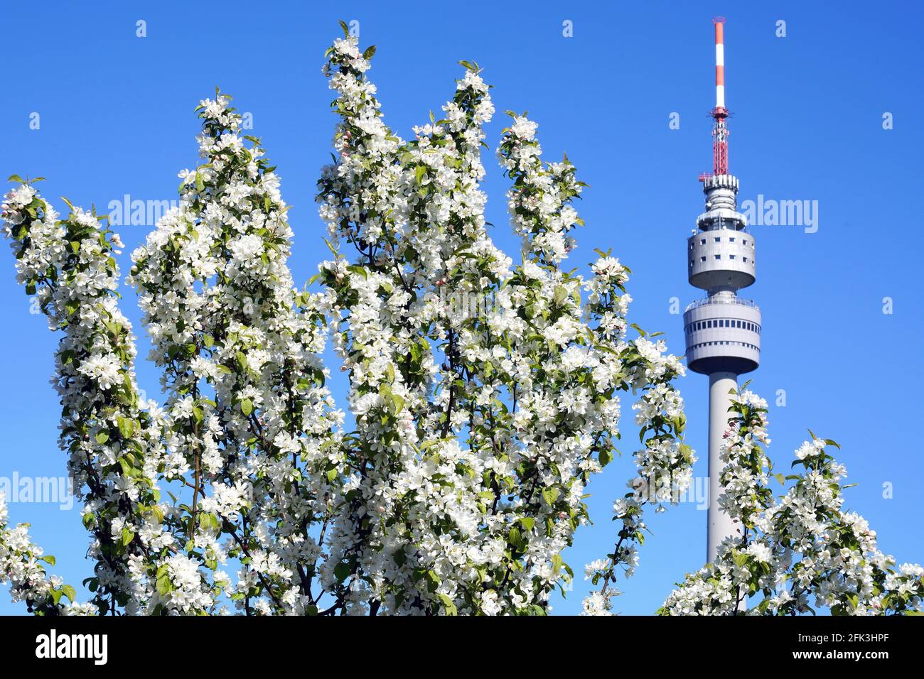 Spring in Dortmund's Westfalen Park, the Florianturm television tower behind the branches of a blossoming apple tree.   ---   Frühling im Dortmunder Westfalenpark, Fernsehturm Florianturm hinter den Zweigen eines blühenden Apfelbaums. Stock Photo