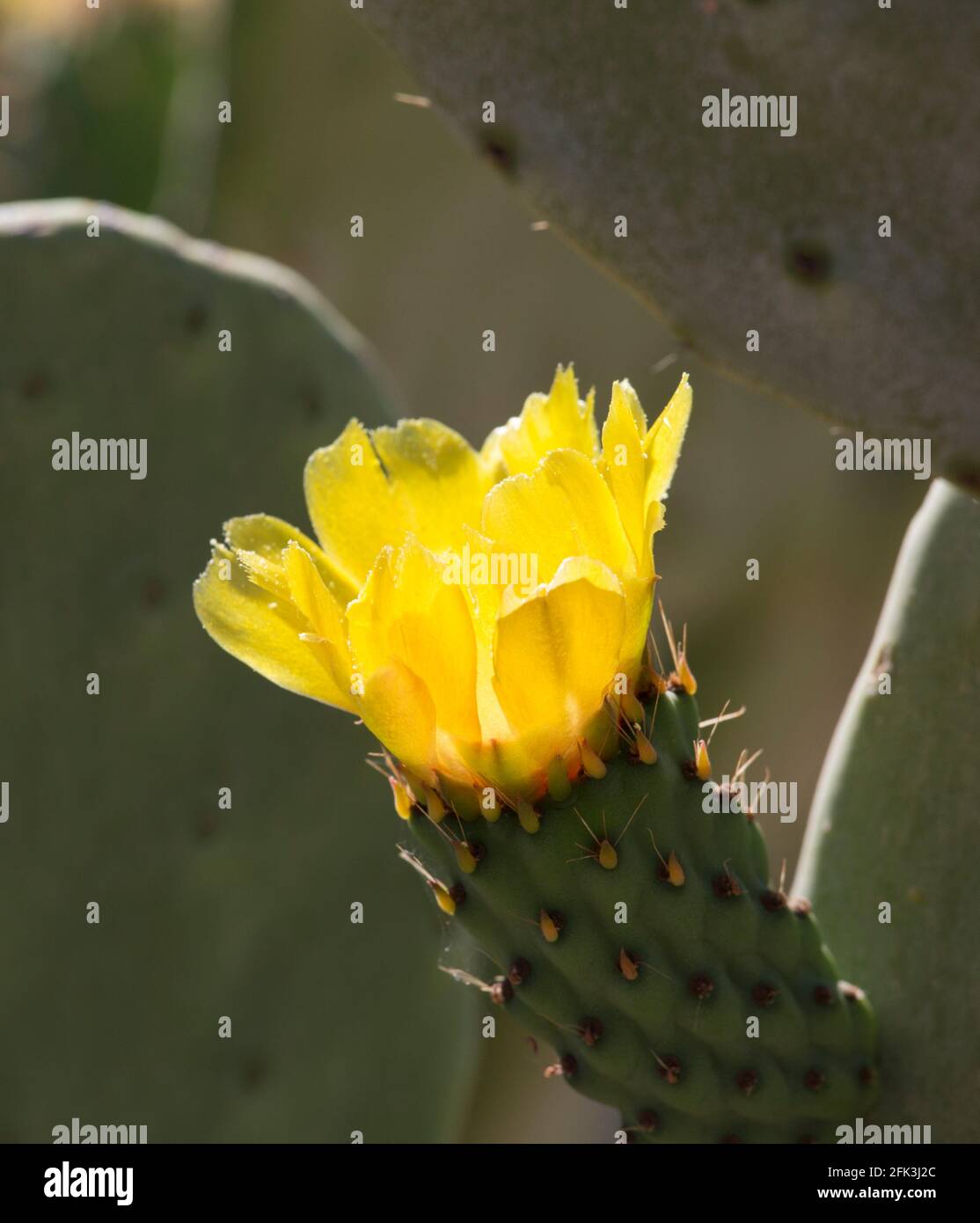 Agrigento, Sicily, Italy. Bright yellow flower of a prickly pear cactus, Opuntia ficus-indica, Valley of the Temples. Stock Photo