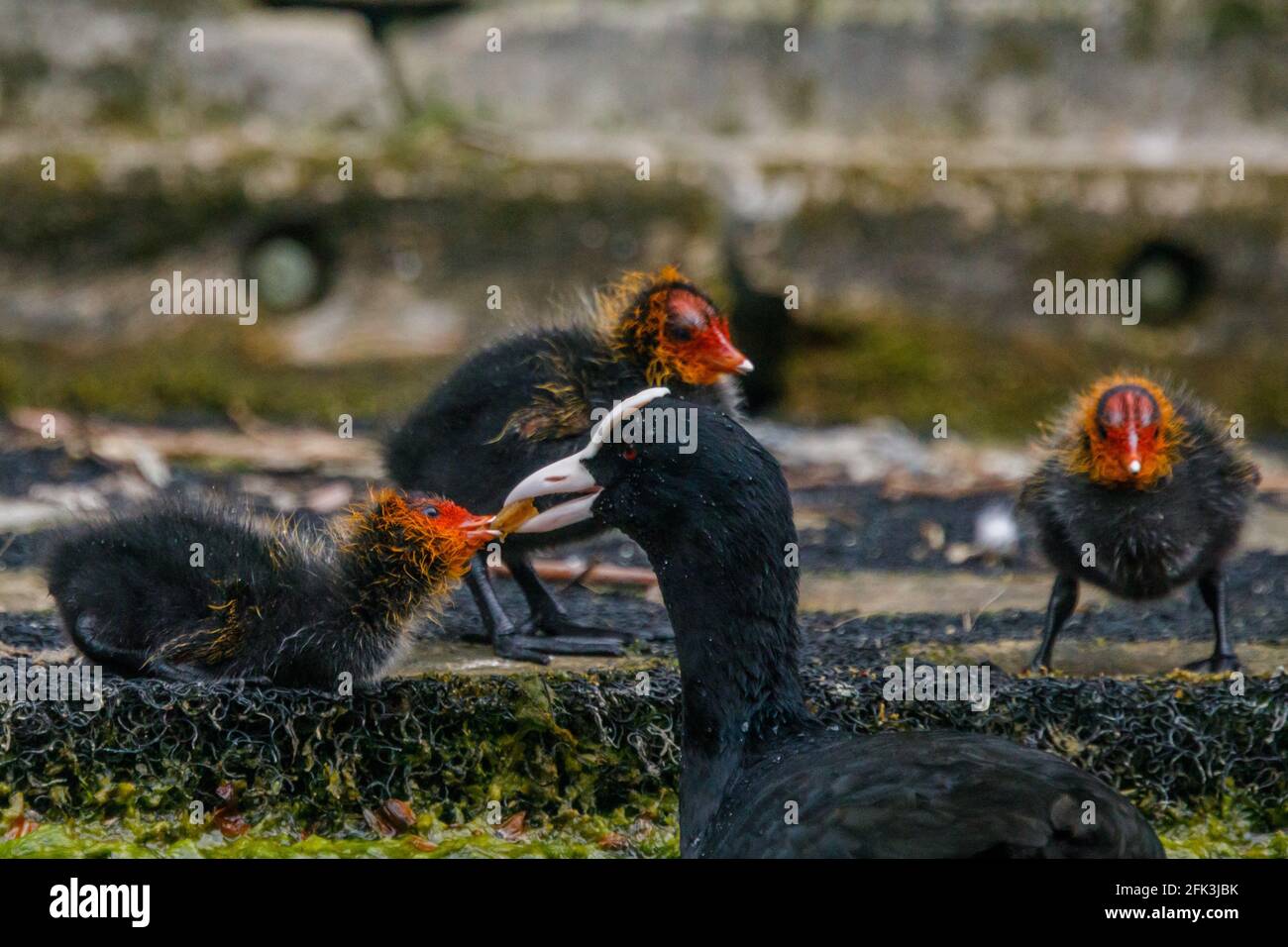 Wapping Canal, London, UK. 28th April 2021. Family breakfast time as a Coot feeds it's baby cooties on an urban canal in Wapping, East London. Amanda Rose/Alamy Stock Photo