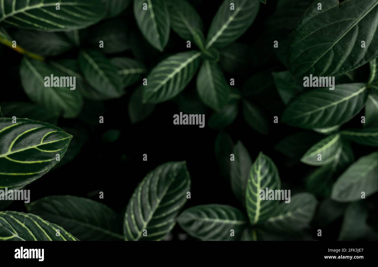 Green leaves texture background. Dense dark green leaves in jungle. Nature abstract background. Plant in tropical forest. Exotic plant in garden. Stock Photo