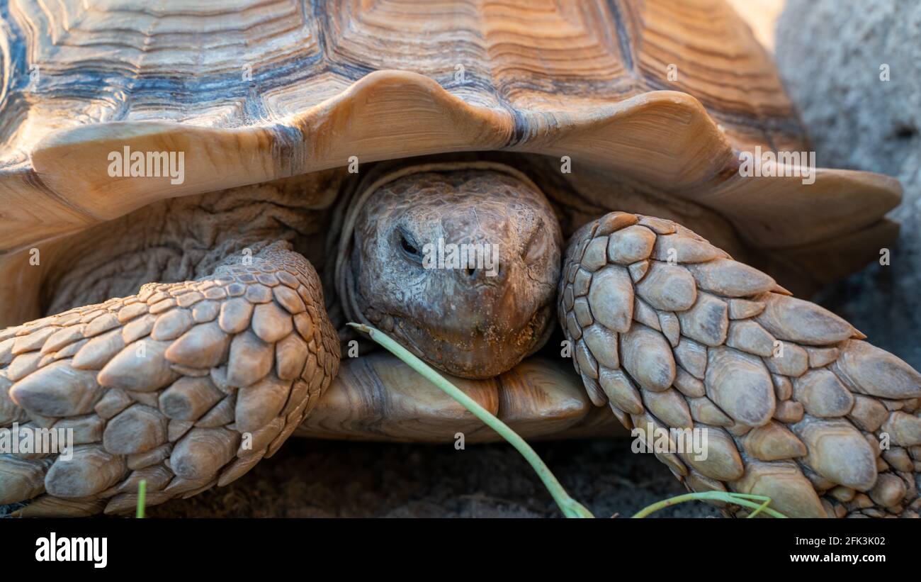 Close up shot of desert tortoise (Gopherus agassizii and Gopherus morafkai), also known as desert turtles, are two species of tortoise. desert tortois Stock Photo