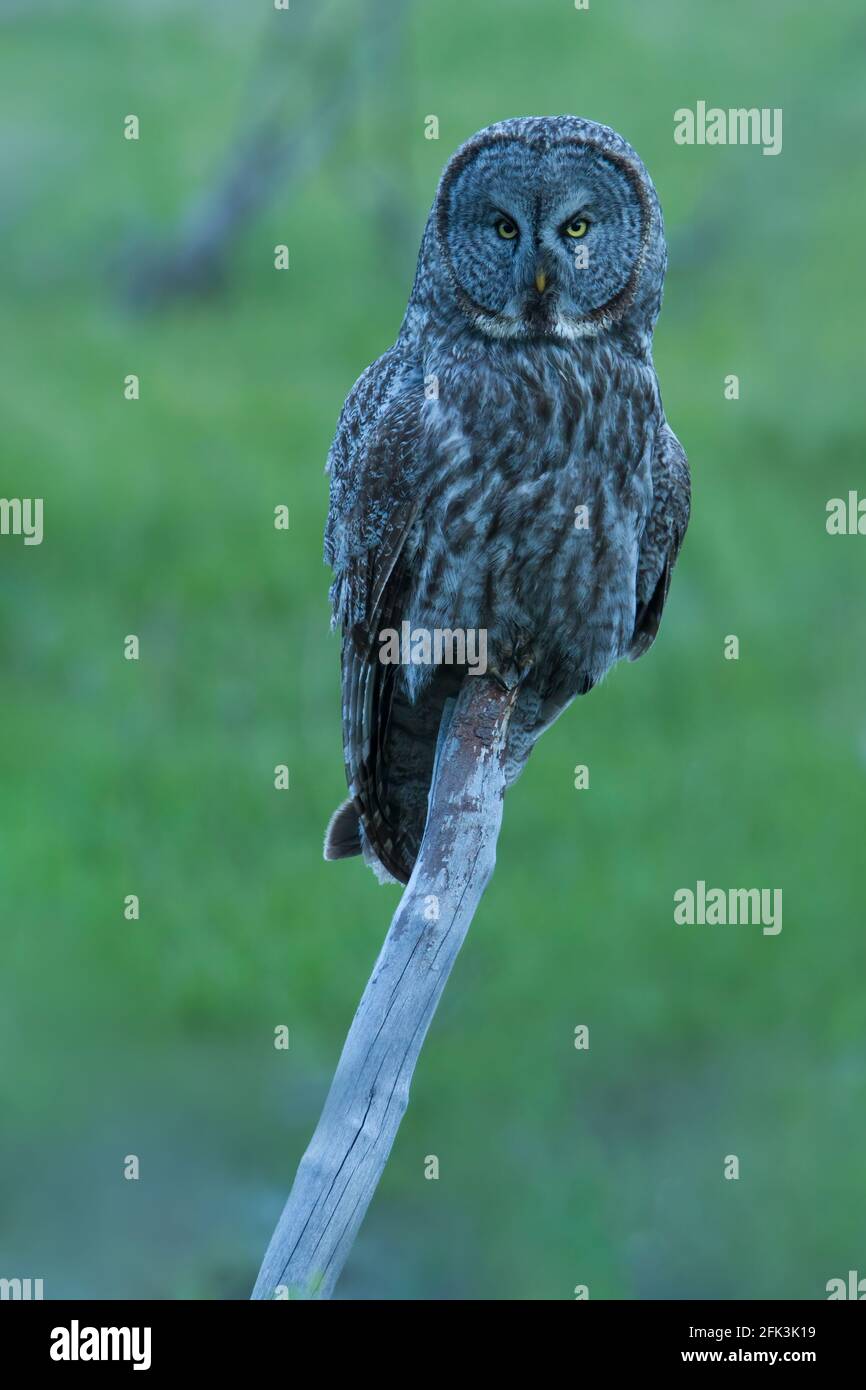 Great Gray Owl (Strix nebulosa) perched in the forest Stock Photo