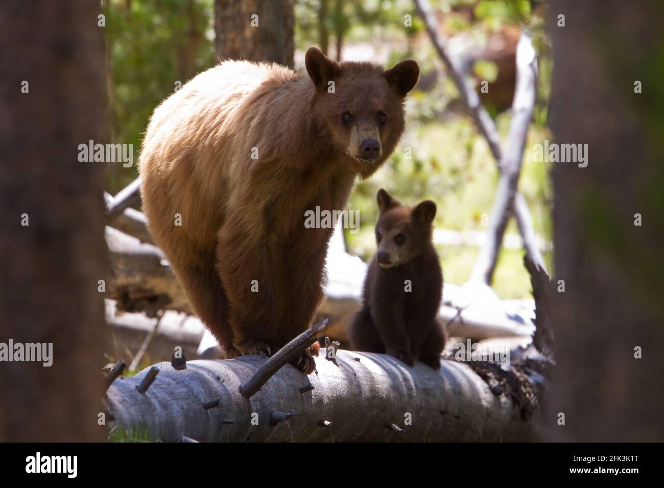 Brown Bear (Ursus arctos) with cub in the forest of USA Stock Photo