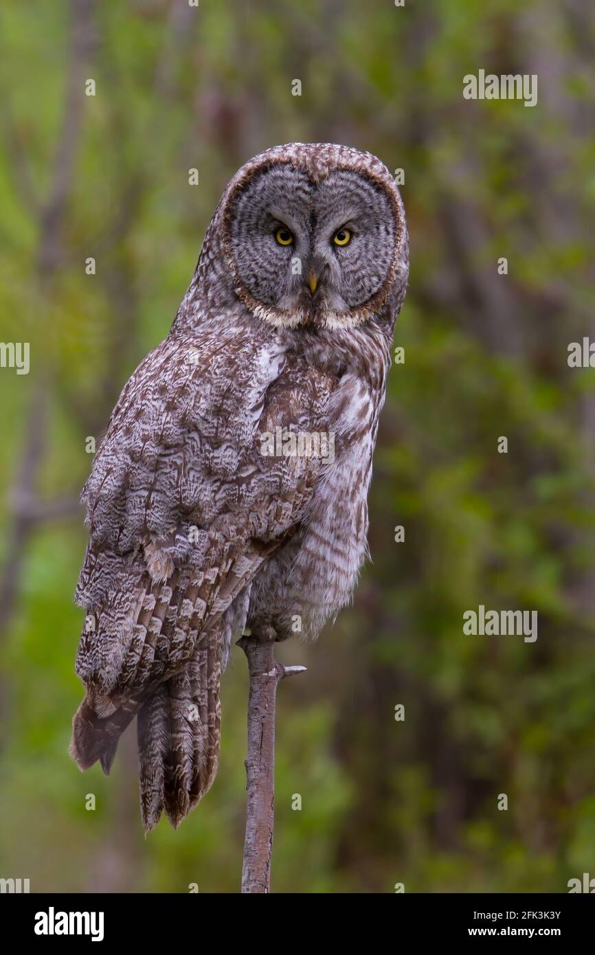 Great Gray Owl (Strix nebulosa) perched in the forest Stock Photo